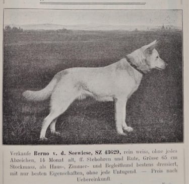 Historique du berger blanc suisse white shepherd Weisser Schaferhund Berno von der Seewiese