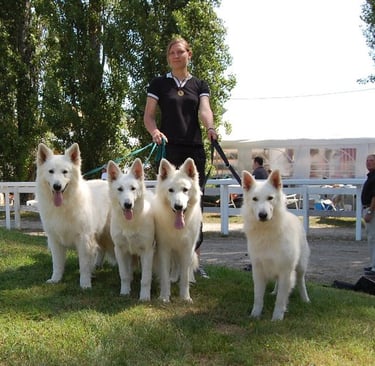 Berger Blanc Suisse Domaine de Thu-Lan
