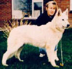 Historique du berger blanc suisse white shepherd King Misty of the First Choice