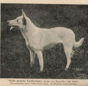 Historique du berger blanc suisse white shepherd Lotte von Burg Elz