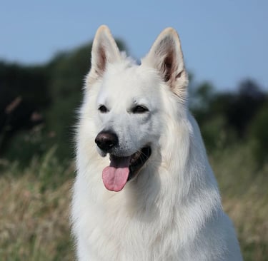 Undercover Vito Vom Sutumer Grund