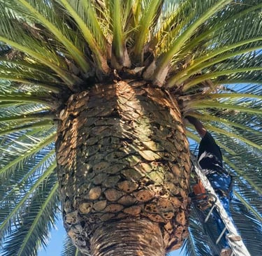 a man is climbing up a palm tree
