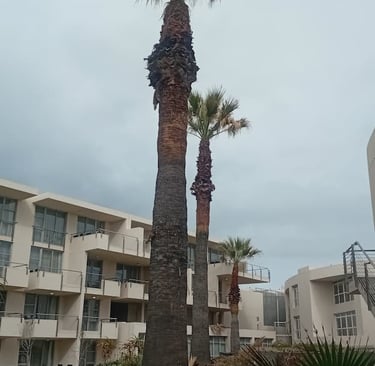 palm-trimming-services