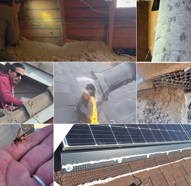 collage showing Alex in an attic with a raccoon, rodent trailing marks, an animal lifeline, etc.