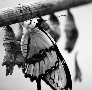 a butterfly emerging from its chrysalis