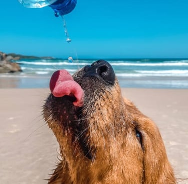 Perro bebiendo agua purificada cuidado especial