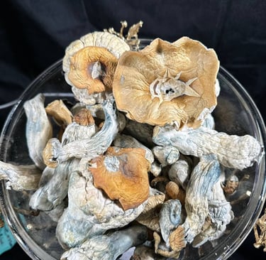 magic mushrooms uk