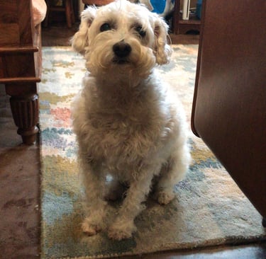 White dog sitting on a rug in a living room