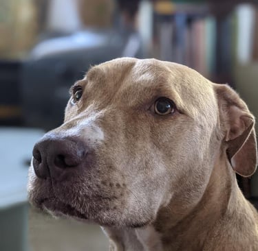 Tan dog sitting in a room