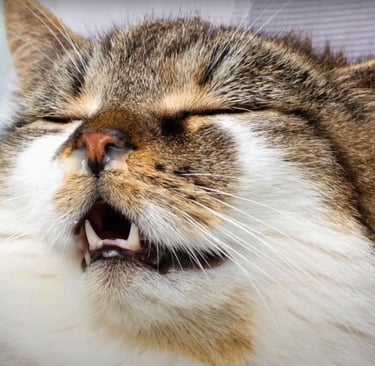 cat shown with excessive nasal discharge