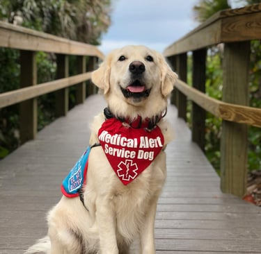 Service Dogs and Companion Animals
