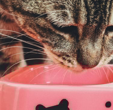 cat feeding on natural nutrition