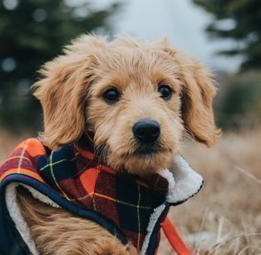 dog respiratory illness