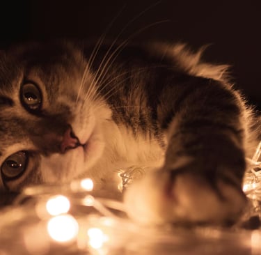 cat tempted by Christmas lights