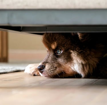 dog hiding under the bed