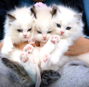 Three Little Kittens