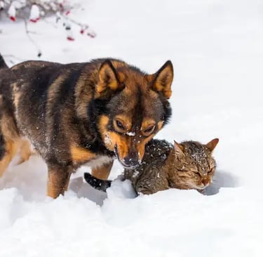 Winter Pet Health Guide