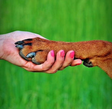 bonding with your dog