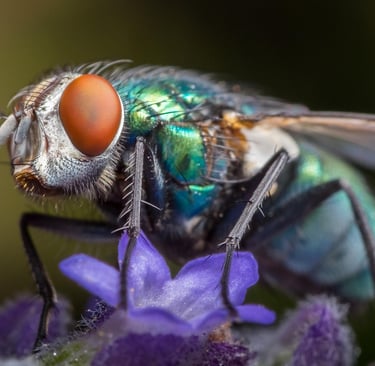 mouche dans piège diy