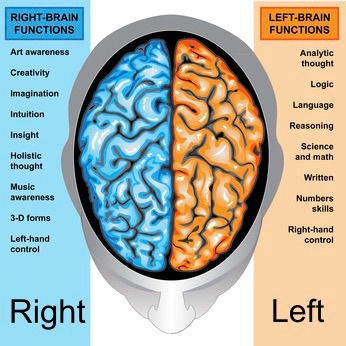 The right and left brain