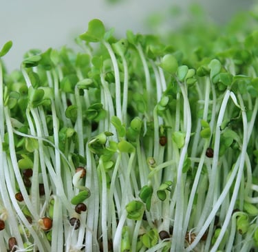 Broccoli Sprouts Healing Properties