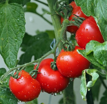 Beautiful tomatoes