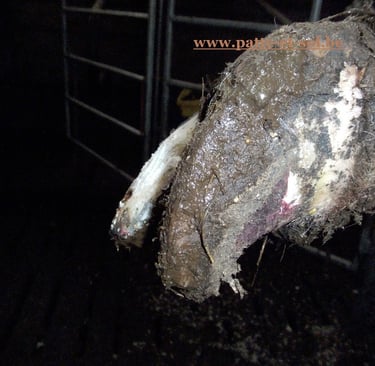 basculement d'onglon après la pose d'une talonnette