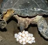 ponte de tortue marine