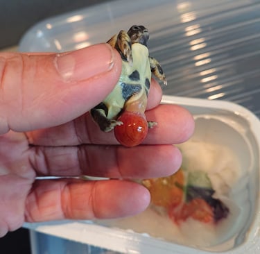 tortue juvénile et sac vitellin