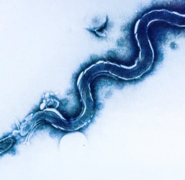 syphilis