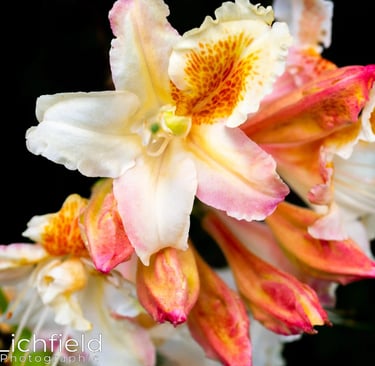 Azalea at Alnwick Garden