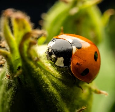 Ladybird on leaf