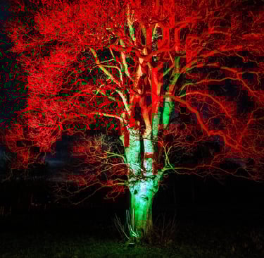Lumninate tree in orange