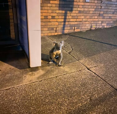 an out of place koala