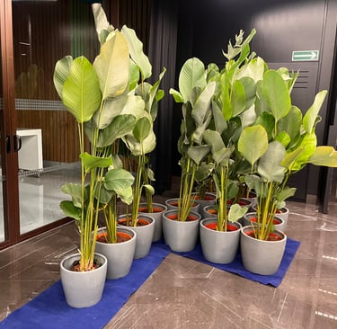 Kalathia plants for rent