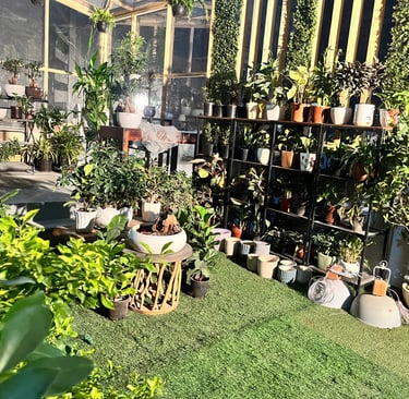 a garden with potted plants and potted plants