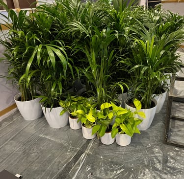 a bunch of plants in pots on a table