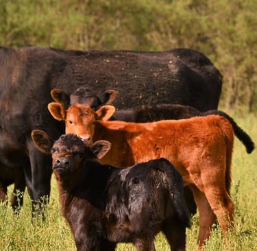 Angus Cattle for Sale