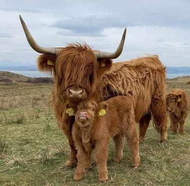 Mini Highland Cows for Sale