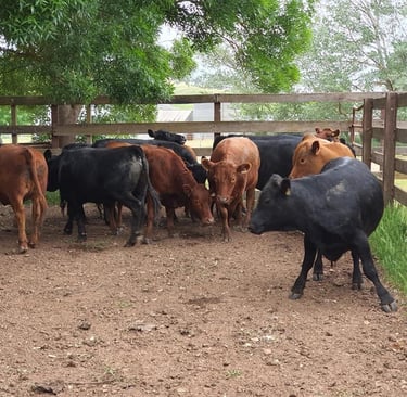 Dexter Cows for Sale