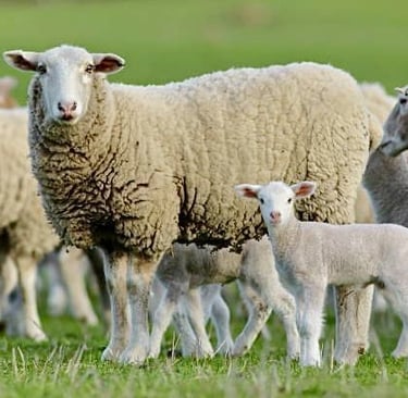 Merino sheep for sale