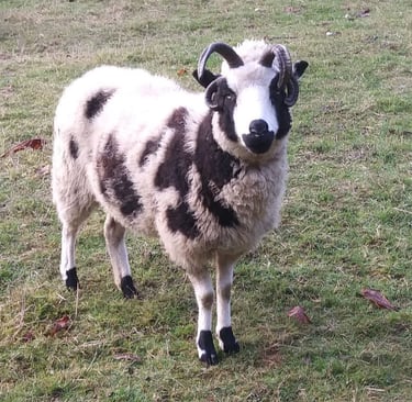 Jacob sheep for sale