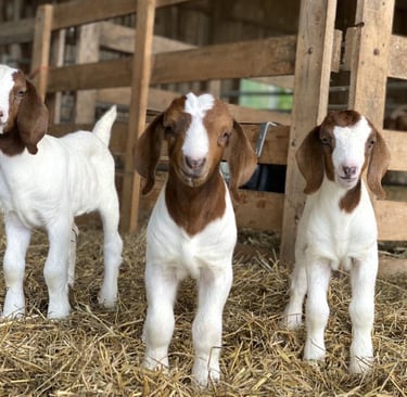 Boar Goats for sale 