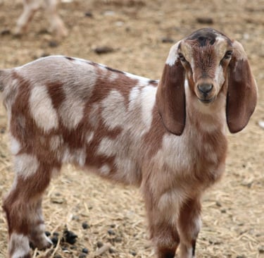 Nubian Goats for sale 