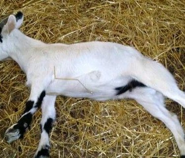 Fainting Goats for sale
