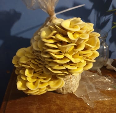 Yellow oyster mushrooms