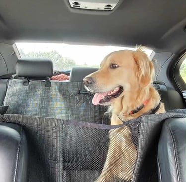 prekės šunims internetu (7)