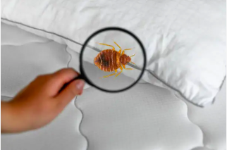 Détection de punaise de lit