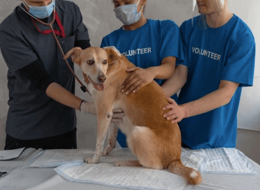 allergies sur chien