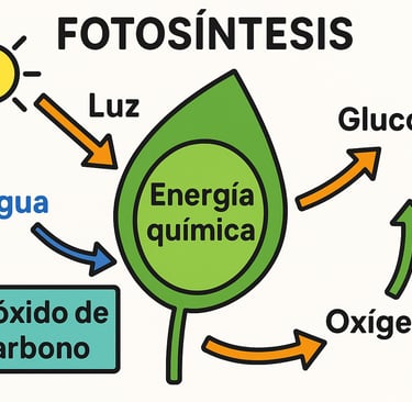 Esquema gráfico de la fotosíntesis realizado por ChatGPT.